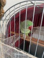 Papegaai Alexander 3 jaar oud, Meerdere dieren