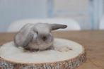 Minilop konijn met stamboom – prachtige ram, Dieren en Toebehoren, Konijnen, Meerdere dieren, Dwerg, Hangoor