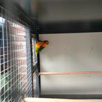 Agapornis Fisheries, Dieren en Toebehoren, Vogels | Parkieten en Papegaaien, Geslacht onbekend, Dwergpapegaai of Agapornis