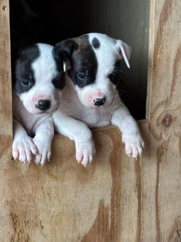 Stafforshire bull terrier pups beschikbaar voor biedingen
