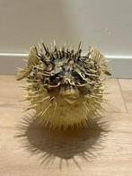 Opgezette egelvis, Ophalen, Gebruikt, Overige soorten, Opgezet dier