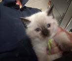 Kittens kruising ragdoll x ragdoll/europeese korthaar, Dieren en Toebehoren, Katten en Kittens | Overige Katten, Meerdere dieren