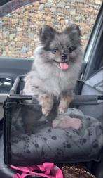 Pomeriaan teefje 6 maanden oud, Dieren en Toebehoren, Honden | Chihuahua's en Gezelschapshonden, Rabiës (hondsdolheid), 15 weken tot 1 jaar