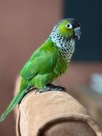 Koppeltje pyrrhuras super tam.., Dieren en Toebehoren, Vogels | Parkieten en Papegaaien, Meerdere dieren, Papegaai, Tam