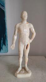 2535  vintage anatomisch model acupunctuur, Antiek en Kunst, Curiosa en Brocante, Ophalen of Verzenden