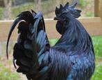 Ayam Cemani broedeieren voor slechts 2,5 euro per stuk!, Dieren en Toebehoren, Pluimvee, Kip, Meerdere dieren