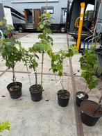 Hollandse blsuwe druiven planten pst  7,95  4 voor 2950, Ophalen, Volle zon, Vaste plant, Zomer