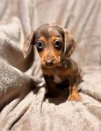 Lieve dwerteckel pup merle, Dieren en Toebehoren, 8 tot 15 weken, Korthaar, Teef, Dwerg