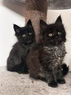 Maine Coon katjes, XXL.Russische lijnen. black smoke, Dieren en Toebehoren, Katten en Kittens | Raskatten | Langhaar, Meerdere dieren