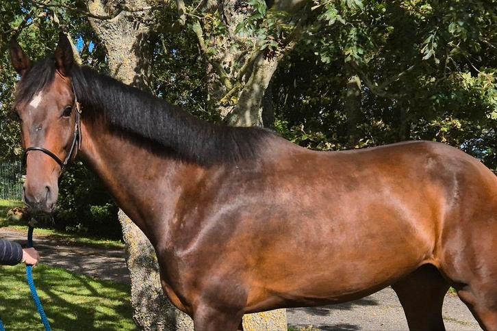 Goed bewegende nuchtere grote ruin, Dieren en Toebehoren, Paarden, Ruin, 170 tot 175 cm, 3 tot 6 jaar, Dressuurpaard, Met stamboom