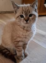 Prachtige Ragdoll kittens te koop., Meerdere dieren, Ontwormd, 0 tot 2 jaar