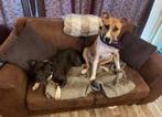 Bull Terrier zoekt nieuw huisje, Dieren en Toebehoren, Honden | Jack Russells en Terriërs, Particulier, 3 tot 5 jaar, Teef, Bull Terriër