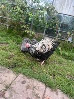 Orpington groot haan, Dieren en Toebehoren, Pluimvee, Mannelijk, Kip