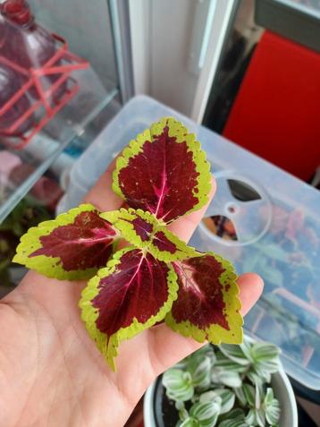 Coleus planten 💖 staan nu in potjes beschikbaar voor biedingen