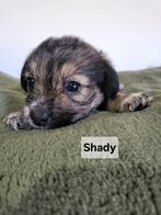 Mooie honden die een kans verdienen, Dieren en Toebehoren, Honden | Niet-rashonden, Particulier, Rabiës (hondsdolheid), 15 weken tot 1 jaar
