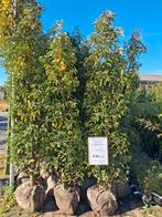 Prunus Lusitanica angustifolia 180-200 cm Portugese laurier, Lente, 100 tot 250 cm, Volle zon, In pot