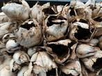 Cacho Coco gedroogde grote tak, Ophalen, Zo goed als nieuw, Binnen