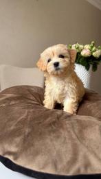 Premium f1 malitipoo pup teefje micro, Dieren en Toebehoren, Honden | Chihuahua's en Gezelschapshonden, Particulier, Rabiës (hondsdolheid)