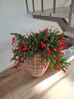 Lidcactus - plant zonder pot, Ophalen, Vetplant, Halfschaduw, Minder dan 100 cm