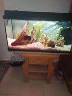 Gezocht gratis aquarium vissen, Vis