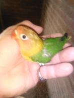 Baby dwergpapagaaien voor handtam, Dieren en Toebehoren, Vogels | Parkieten en Papegaaien, Geslacht onbekend, Dwergpapegaai of Agapornis