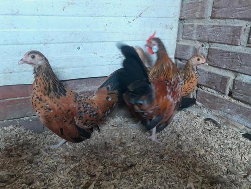 Java kriel porselein haan en 3 hennetjes, Dieren en Toebehoren, Pluimvee, Kip, Meerdere dieren