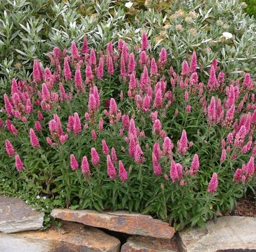Veronica S. Heidekind | Ereprijs | Chemievrij, Tuin en Terras, Planten | Tuinplanten, Vaste plant, Overige soorten, Volle zon