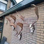 3 grote damhert geweien schedels, Ophalen, Zo goed als nieuw, Hert, Schedel