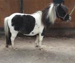 Te koop mini merrie's, Merrie, Niet van toepassing, 0 tot 2 jaar, A pony (tot 1.17m)