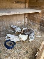 serama kippen, Dieren en Toebehoren, Pluimvee, Meerdere dieren, Kip