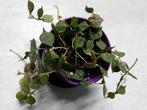 Hoya curtisii, Huis en Inrichting, Kamerplanten, Overige soorten, Minder dan 100 cm, Ophalen of Verzenden, Halfschaduw