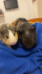 Tamme Cavia’s, Dieren en Toebehoren, Knaagdieren, Cavia, Meerdere dieren, Tam, September