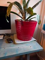 Rode pot met plant, Rond, Ophalen of Verzenden, Zo goed als nieuw, Aardewerk