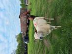 Twee oudere schapen, Vrouwelijk, Schaap
