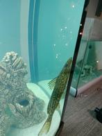 Meerval 2x 20cm, Vis