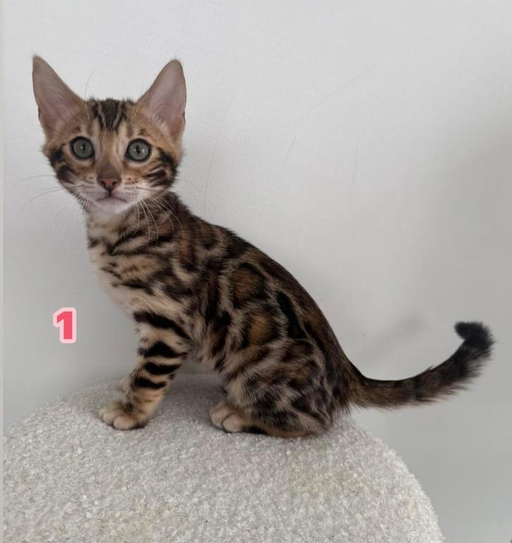 Bengaal, Dieren en Toebehoren, Katten en Kittens | Raskatten | Korthaar, Poes