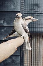 Koppel kookaburra, Meerdere dieren