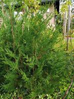 Thuja occidentalis Brabant, Tuin en Terras, Planten | Struiken en Hagen, Ophalen, Conifeer, 100 tot 250 cm