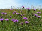 Knoopkruid, Volle zon, Vaste plant, Zomer, Ophalen