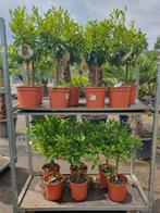 Kumquat en calimondin planten. AANBIEDING, Ophalen