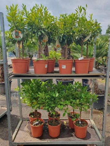 Kumquat en calimondin planten. AANBIEDING beschikbaar voor biedingen