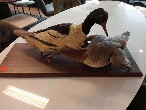 Taxidermie koppel opgezette zaagbek eenden €245, Verzamelen, Dierenverzamelingen, Zo goed als nieuw, Opgezet dier, Vogel, Ophalen of Verzenden