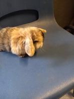 Minilop x dwerg hangoor, Dieren en Toebehoren, Meerdere dieren, Dwerg, Hangoor, 0 tot 2 jaar