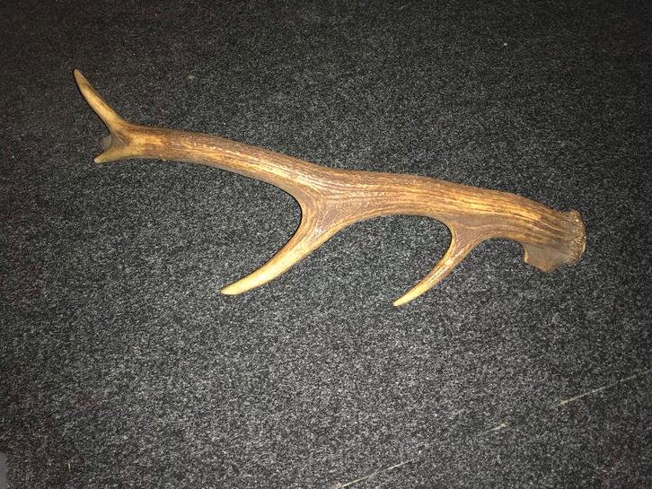 Herten Gewei Tak echt hetten gewei, Verzamelen, Dierenverzamelingen, Gewei of Kop, Hert, Ophalen