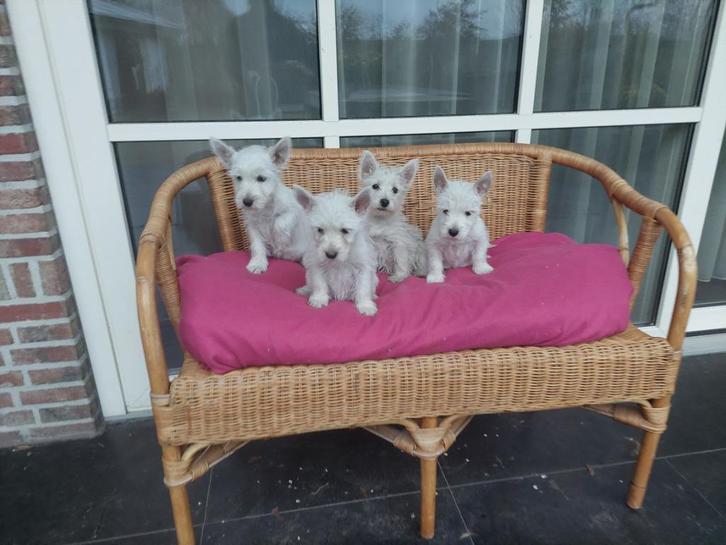 Westy pups  , west  highland white terier pups ( nog enkele), Dieren en Toebehoren, Honden | Jack Russells en Terriërs, Meerdere dieren