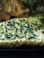 Aquarium garnaaltjes, Dieren en Toebehoren, Reptielen en Amfibieën, Overige soorten