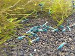 Blue Bolt caridina garnalen, Dieren en Toebehoren, Vissen | Aquariumvissen