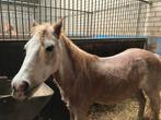 Verzorgpony gezocht, Dieren en Toebehoren, Ophalen of Verzenden, Nieuw