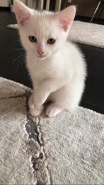 Kitten ter adoptie, Kater, 0 tot 2 jaar
