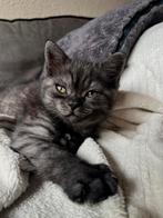 Britse Korthaar kittens blue / silver tabby / black smoke, Dieren en Toebehoren, Meerdere dieren, Gechipt, 0 tot 2 jaar